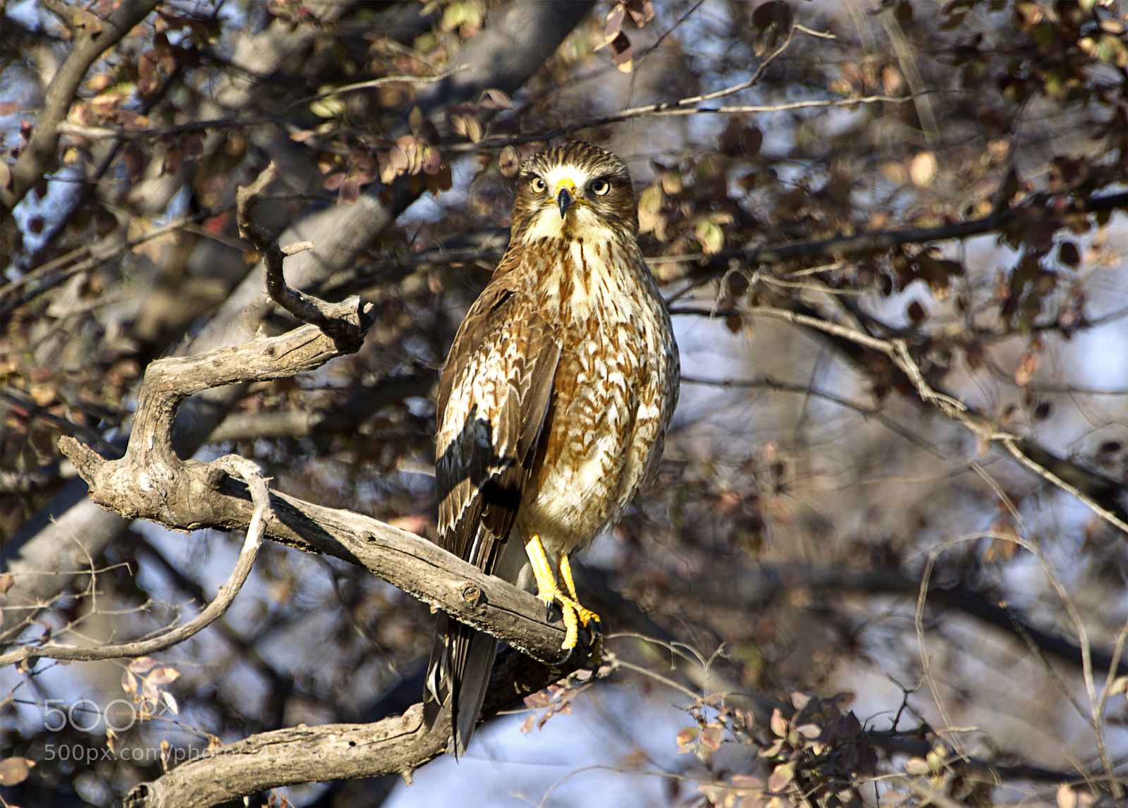 Nikon D5200 sample photo. Eagle photography
