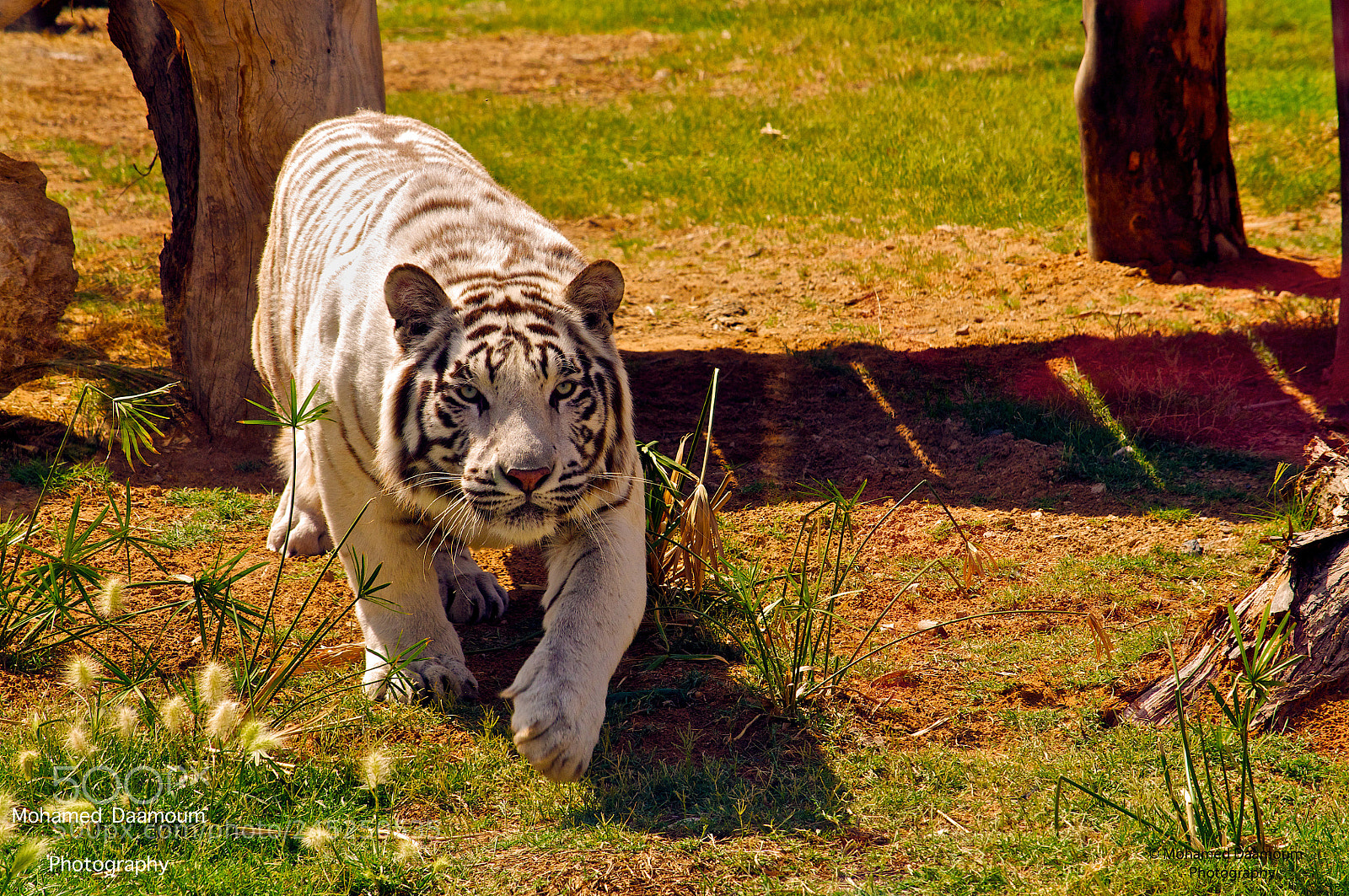 Nikon D300 sample photo. White tiger photography