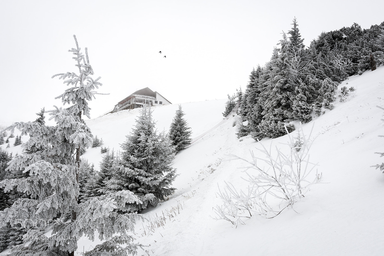 Nikon D500 sample photo. Frozen photography