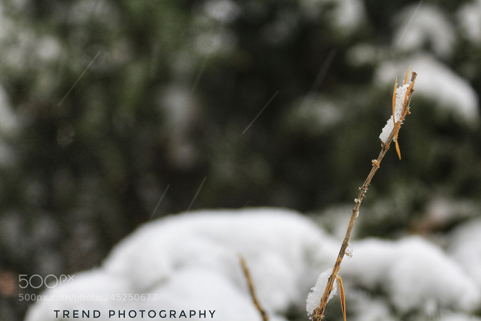 Canon EOS 650D (EOS Rebel T4i / EOS Kiss X6i) sample photo. 雪中微距 photography