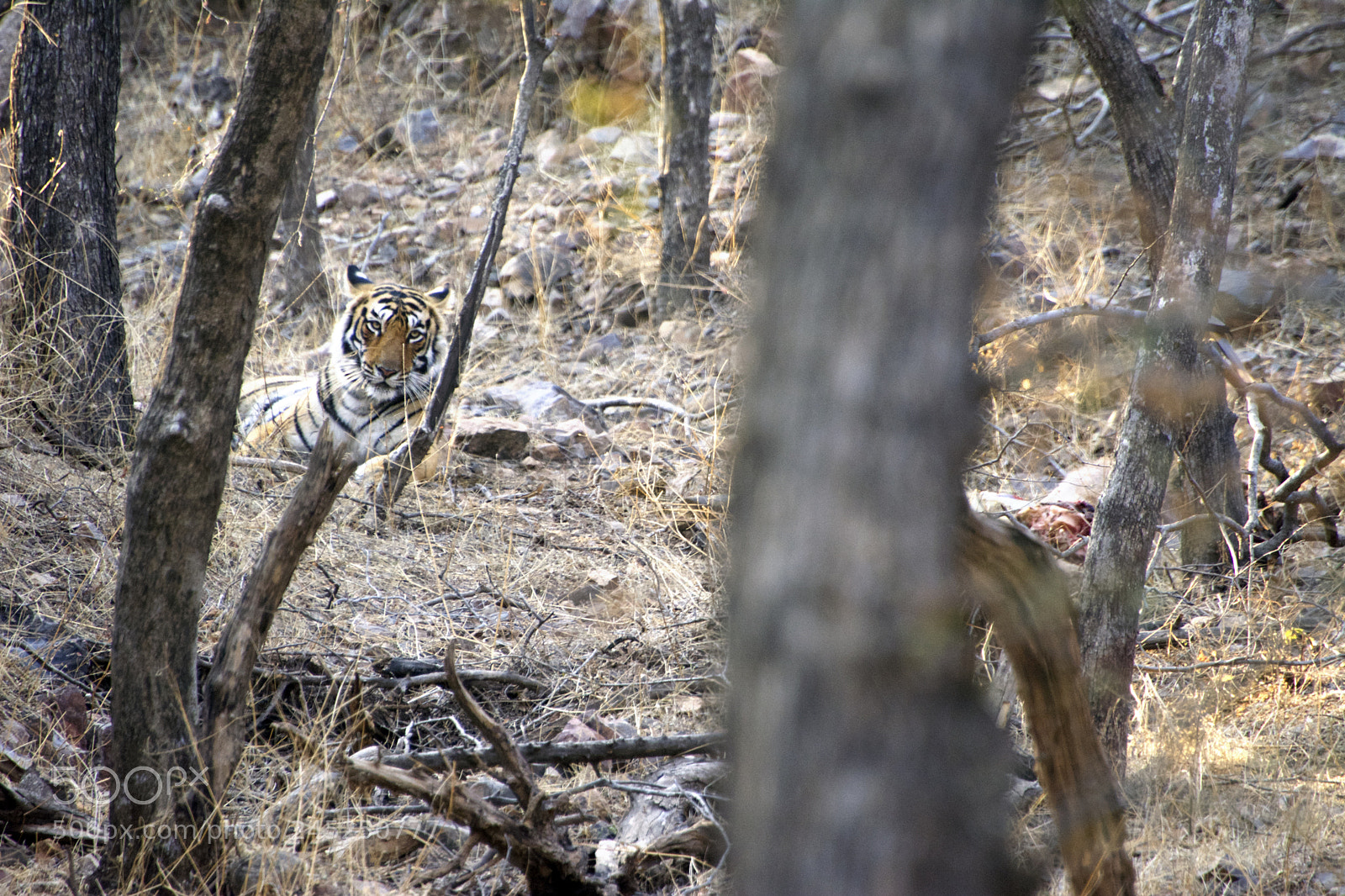 Nikon D5200 sample photo. Tiger photography