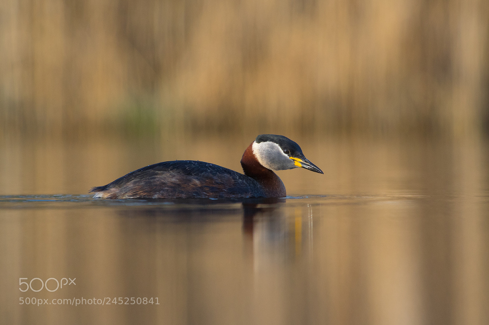 Pentax K-3 sample photo. The red-necked grebe podiceps photography