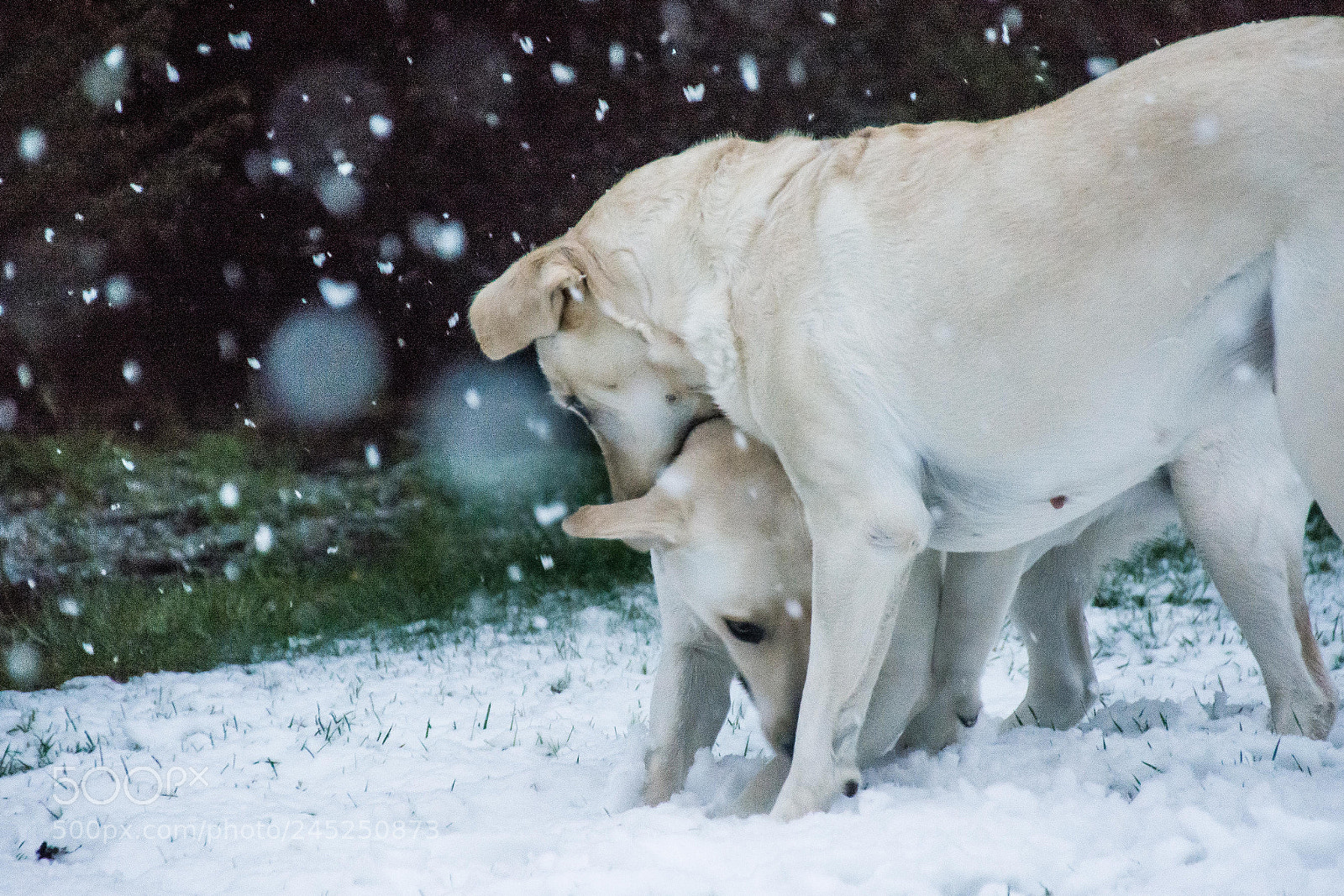 Nikon D7100 sample photo. Labs in the snow. photography