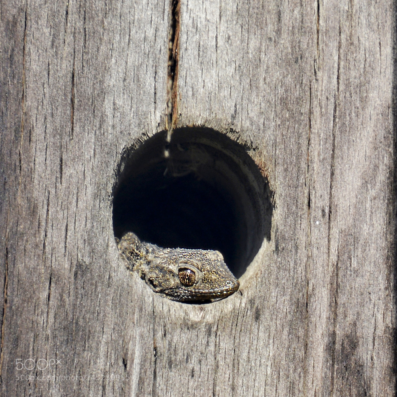 Nikon D5200 sample photo. Escondida photography