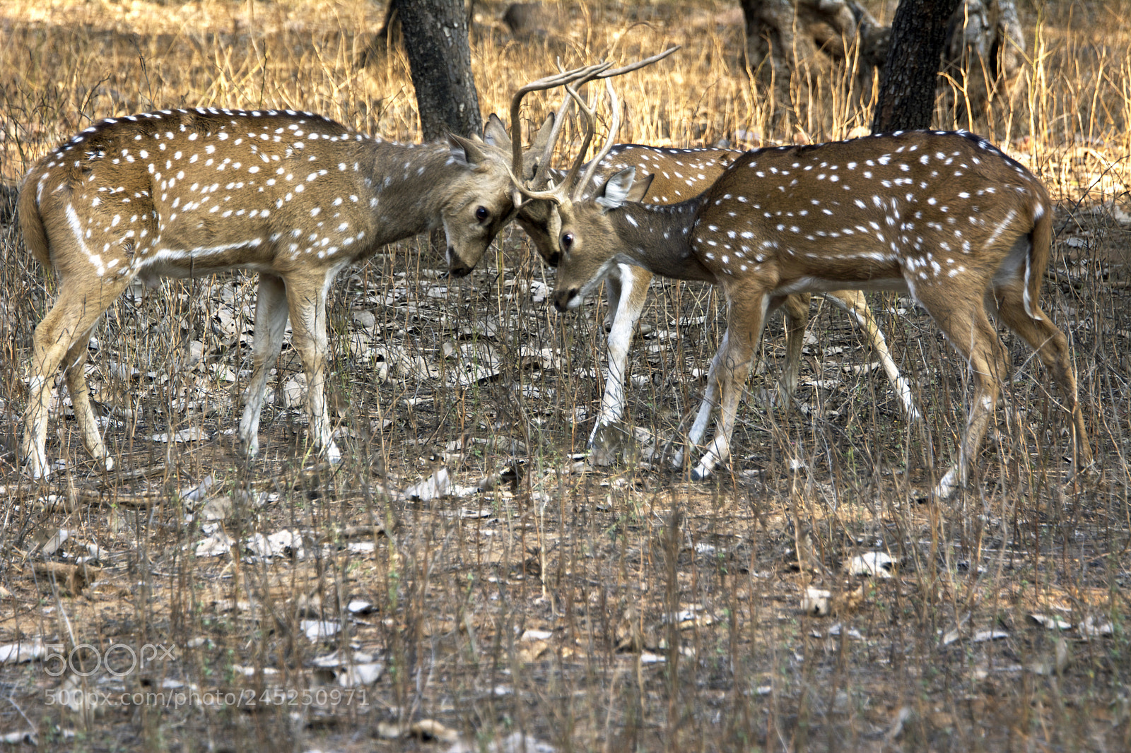 Nikon D5200 sample photo. Deer photography