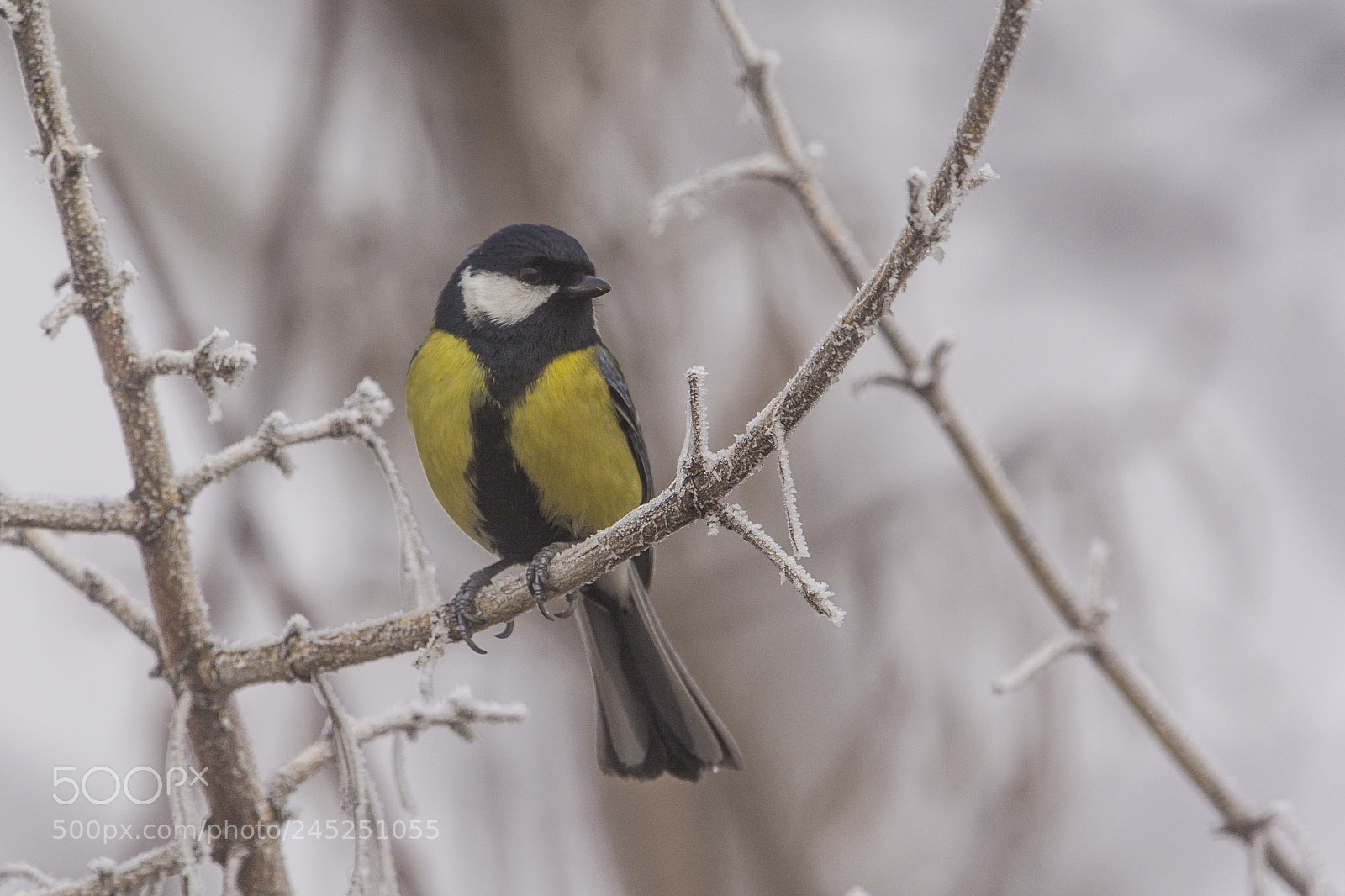 Nikon D7100 sample photo. Great tit photography