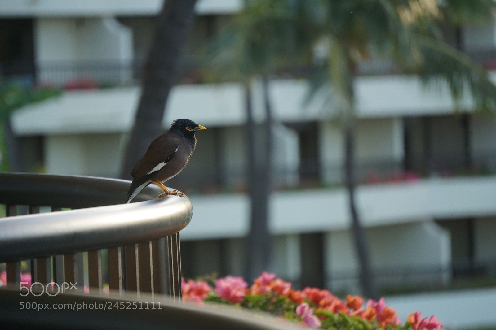 Sony E 55-210mm F4.5-6.3 OSS sample photo. Dsc photography