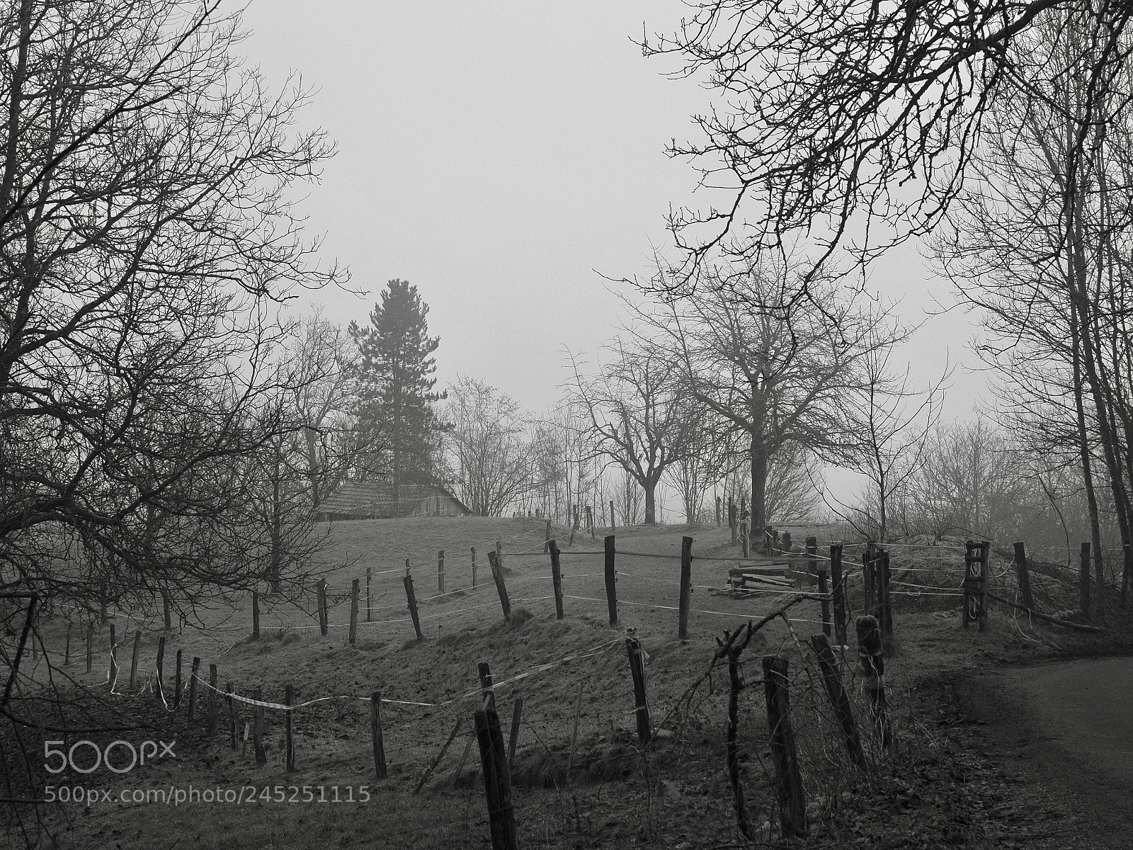 Olympus OM-D E-M10 II sample photo. In the fog photography