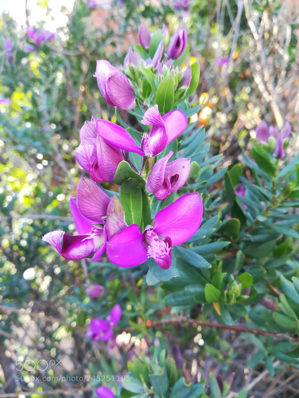 HUAWEI PRA-LX1 sample photo. La mia passione.... photography