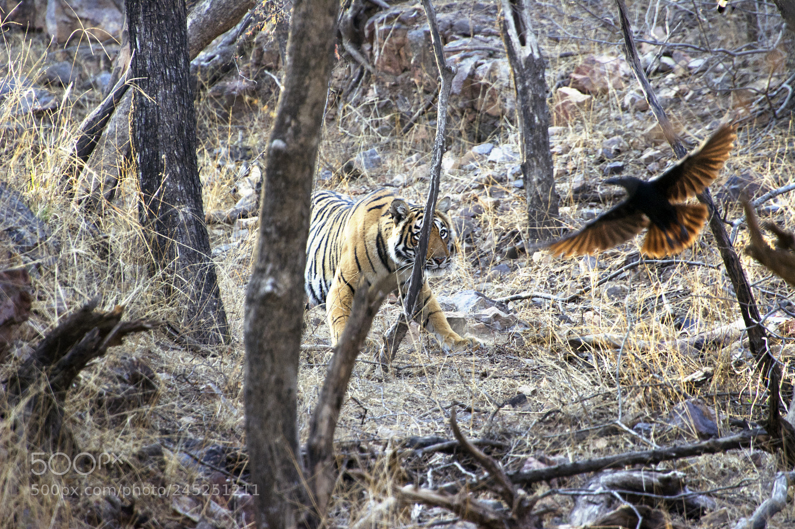 Nikon D5200 sample photo. Tiger being disturbed photography