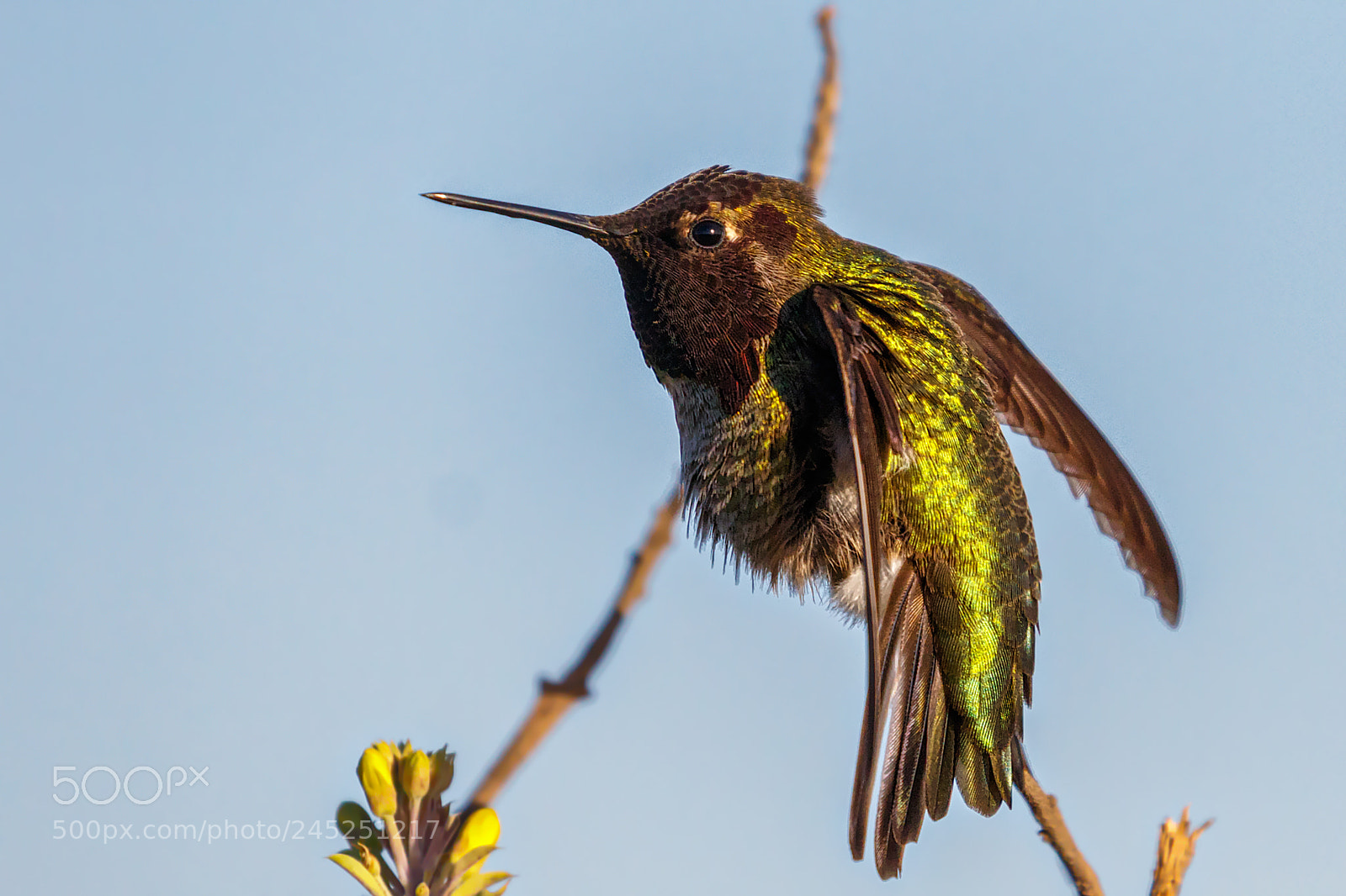 Canon EOS 7D Mark II sample photo. Stretch on the perch photography