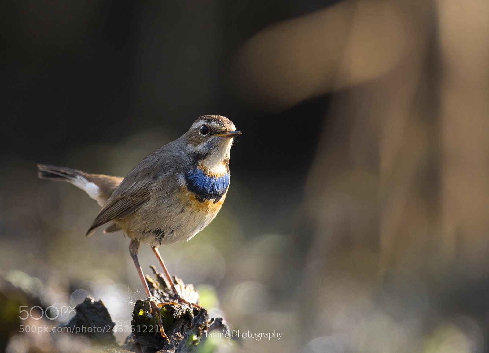 Nikon D500 sample photo. Bluethroat photography