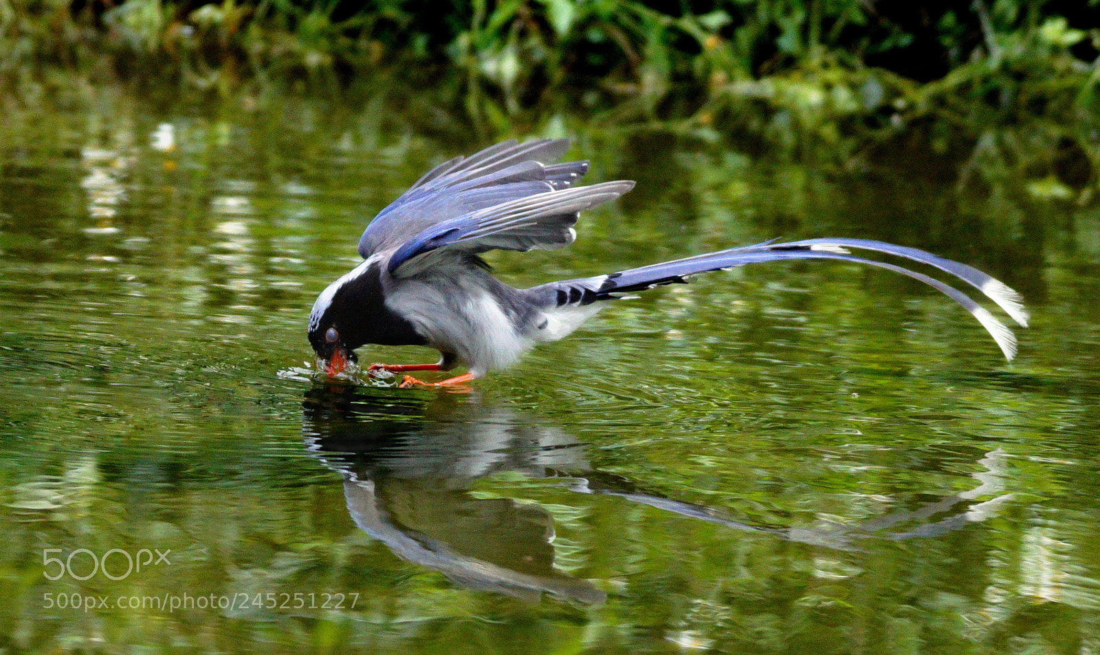 Sony ILCA-77M2 sample photo. I got my fish photography
