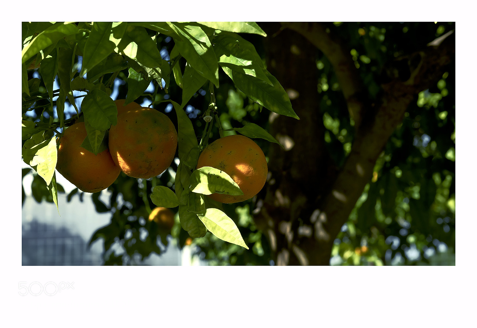 Fujifilm X-T1 sample photo. Lisbon photography