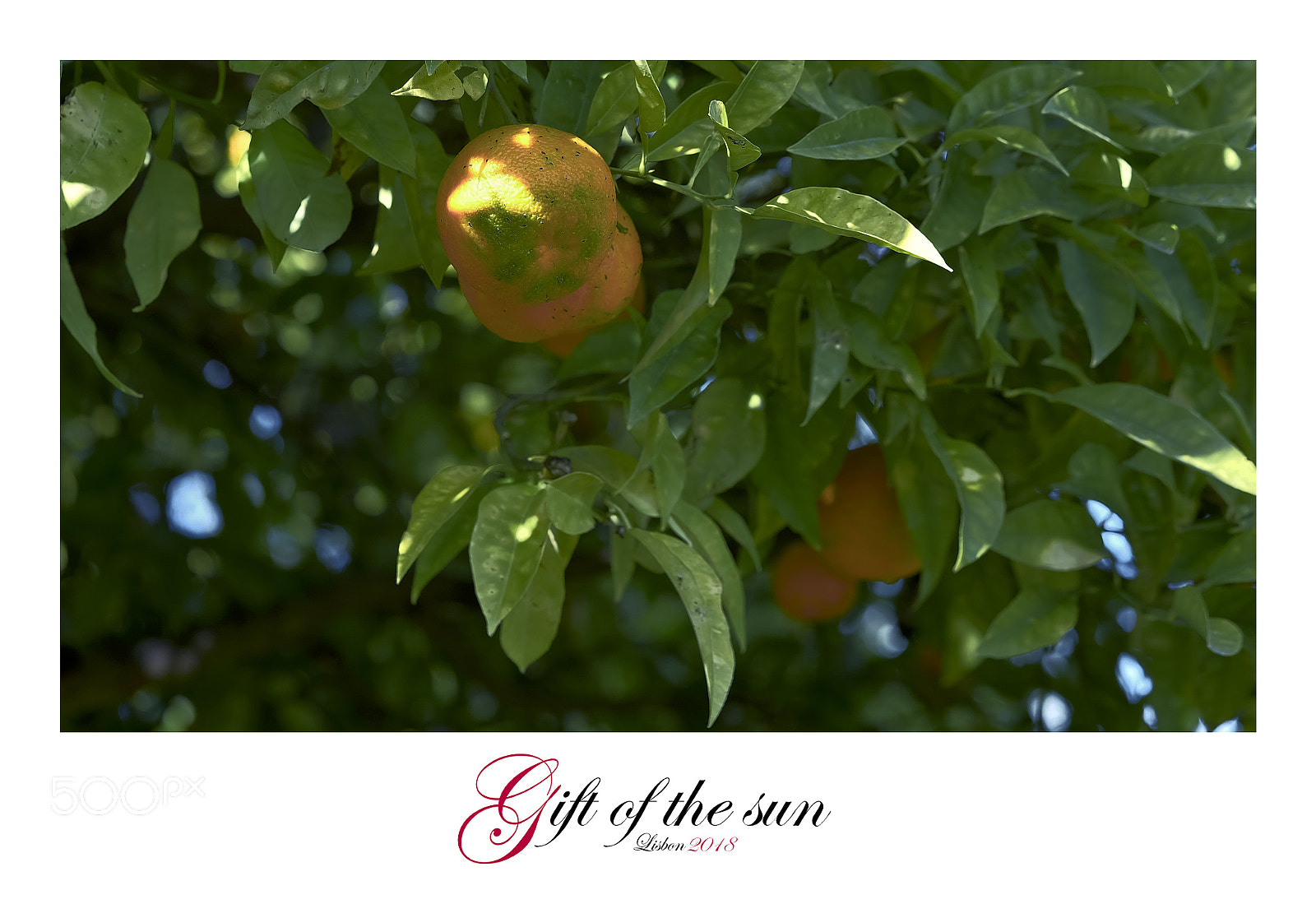 Fujifilm X-T1 sample photo. Gift of the sun photography