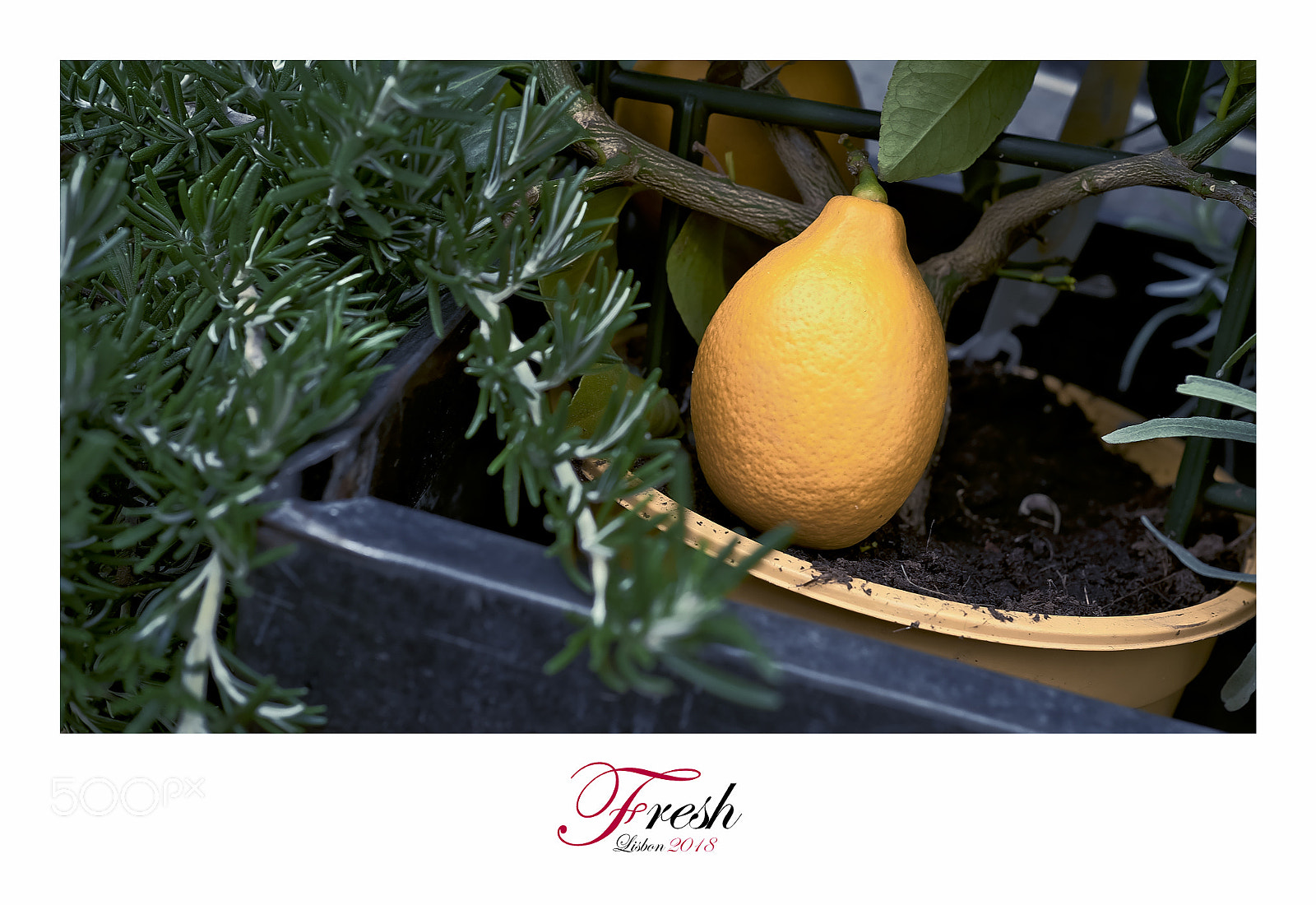 Fujifilm X-T1 sample photo. Fresh photography