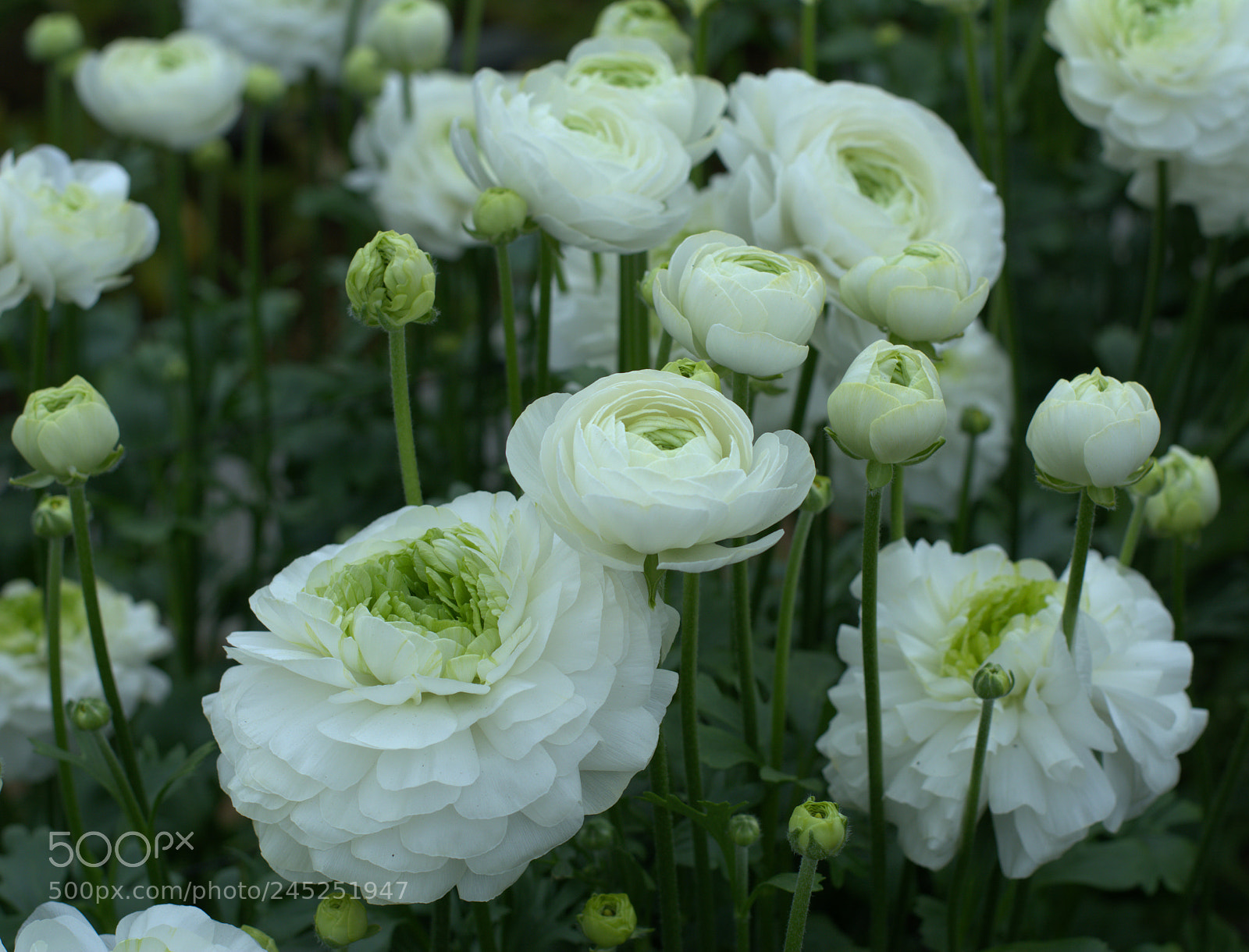 Nikon D7100 sample photo. Flowers photography