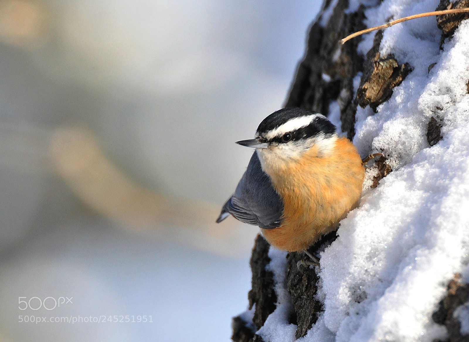 Nikon D90 sample photo. Nuthatch photography