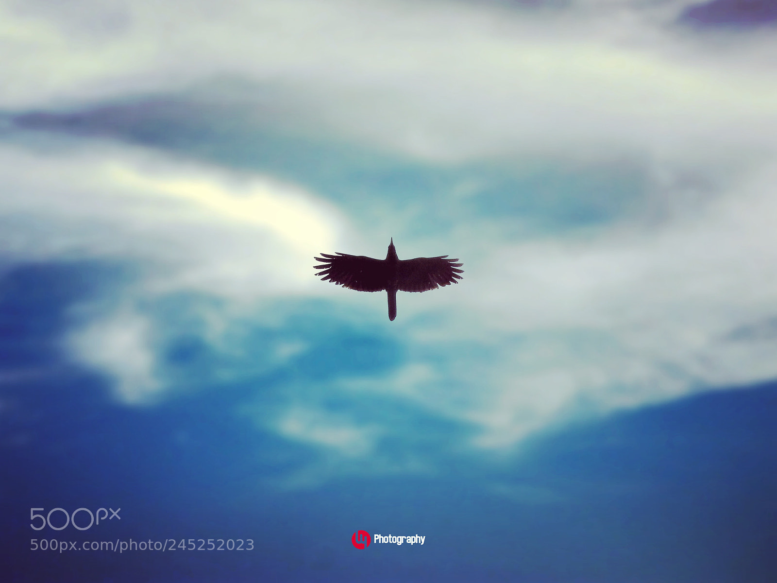 Nikon Coolpix P900 sample photo. Crow in the sky photography