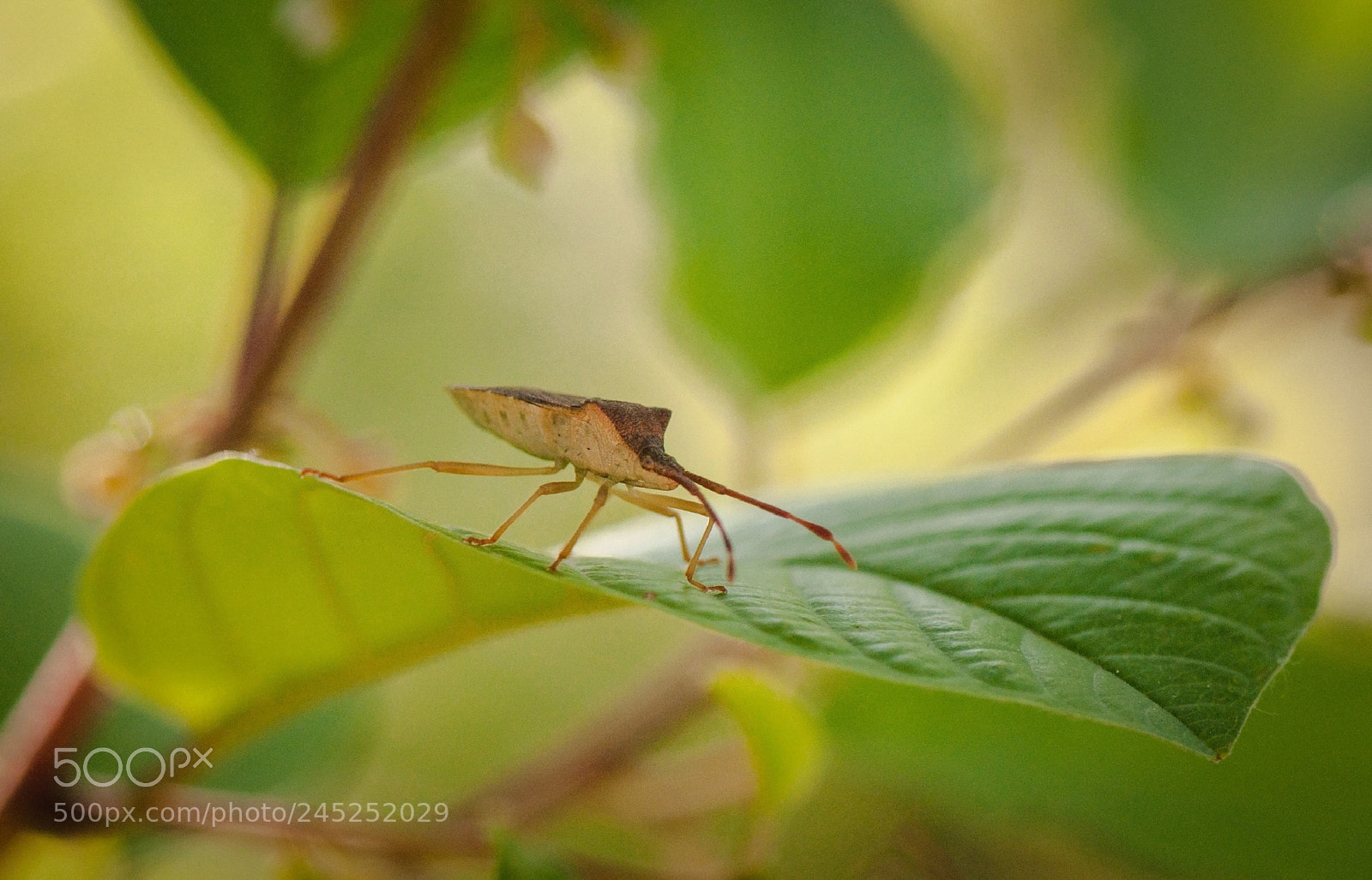 Nikon D5000 sample photo. Suspicious type :) photography