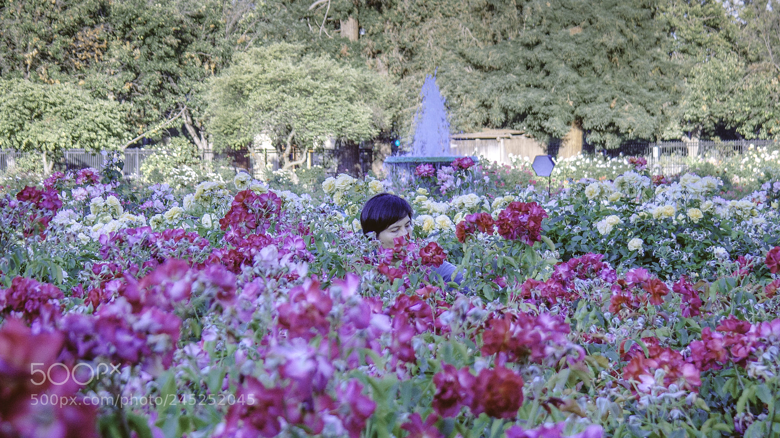 Samsung NX300 sample photo. San jose rose garden photography