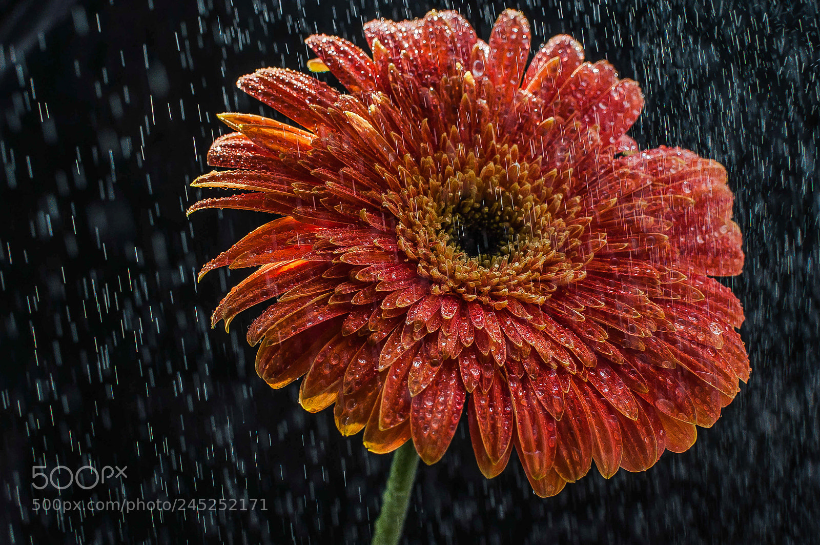 Nikon D5000 sample photo. Gracious drops photography