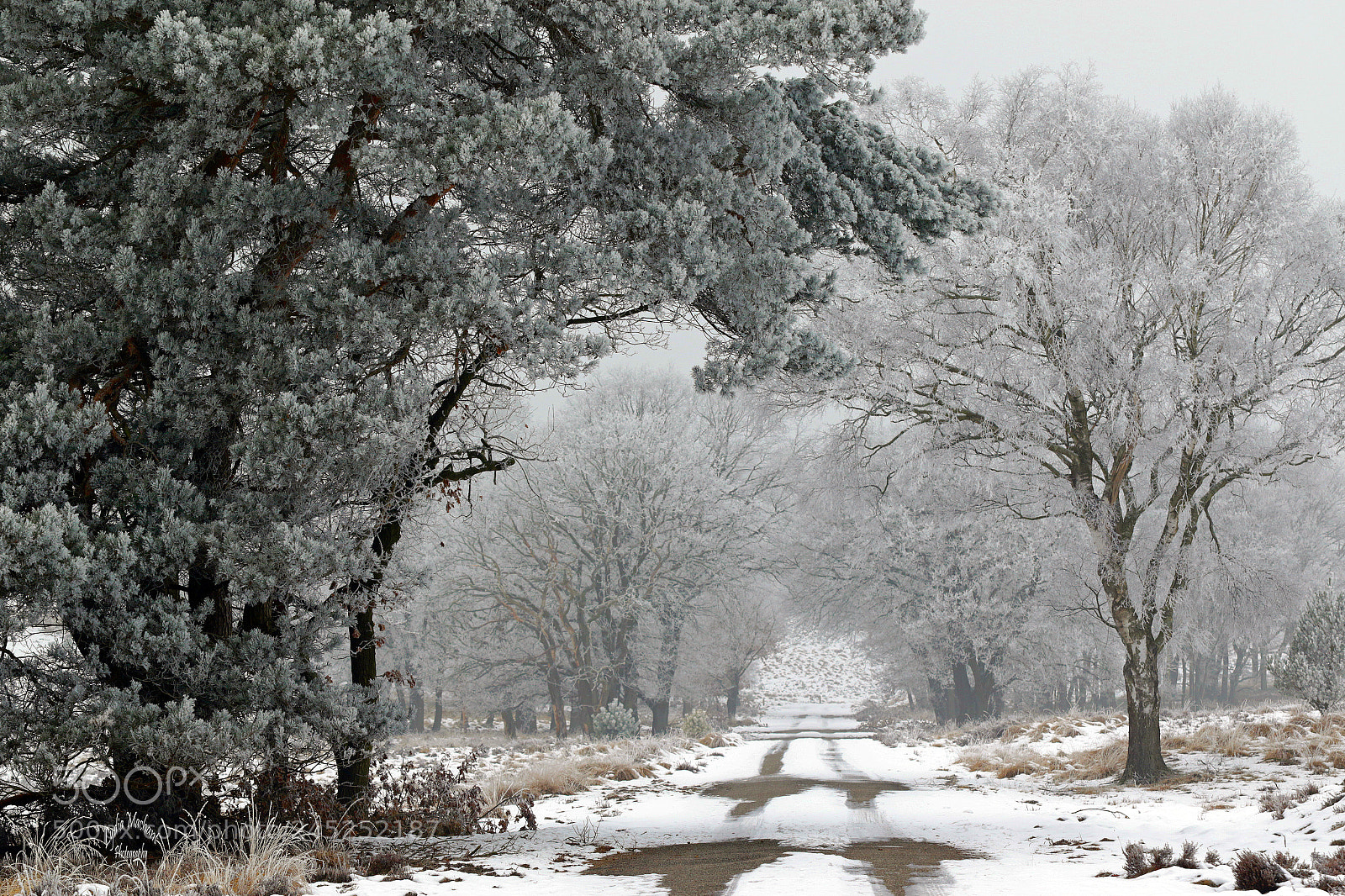 Canon EOS 7D Mark II sample photo. Winter world on the photography