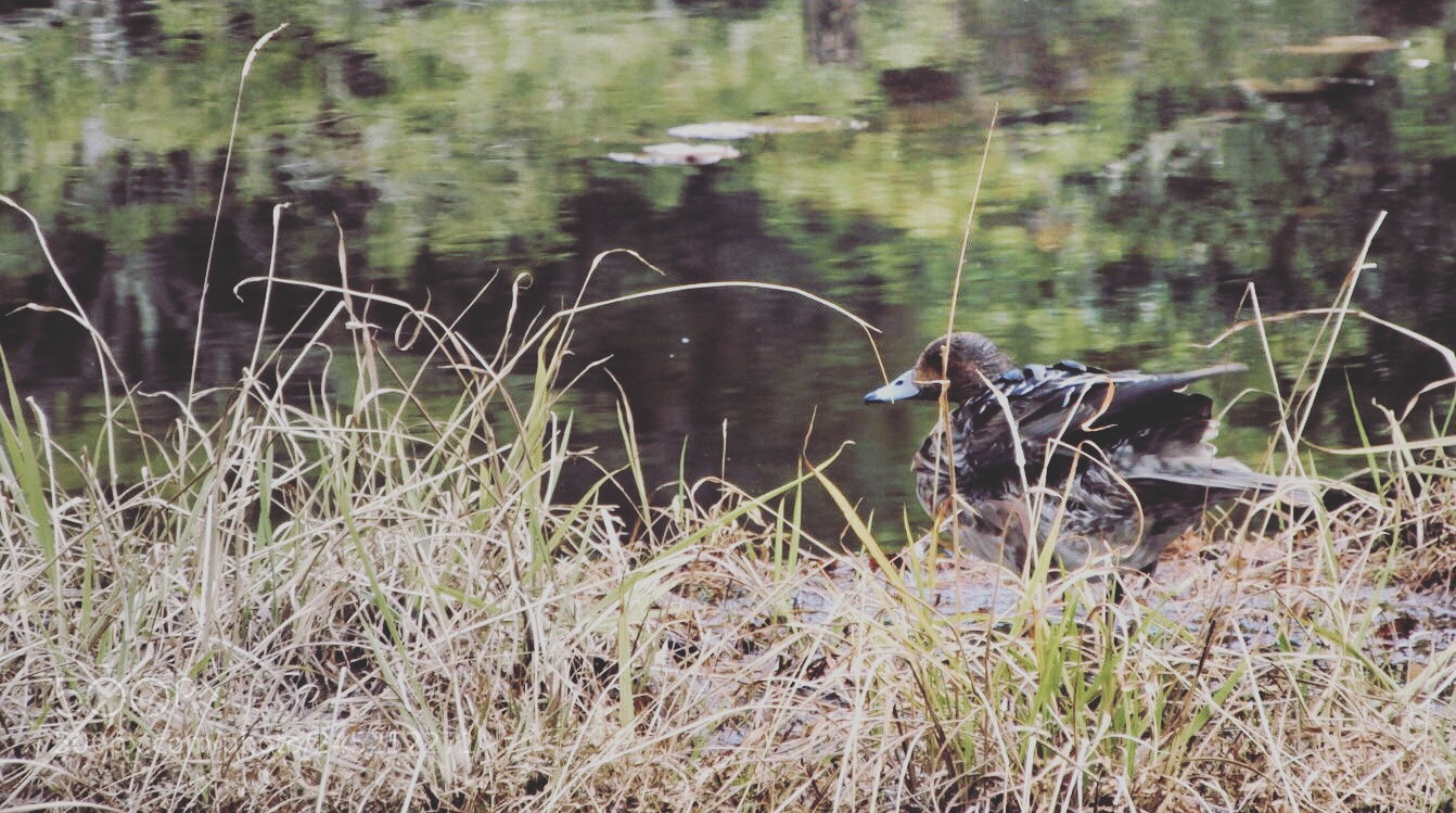 Nikon Coolpix A900 sample photo. Bird photography