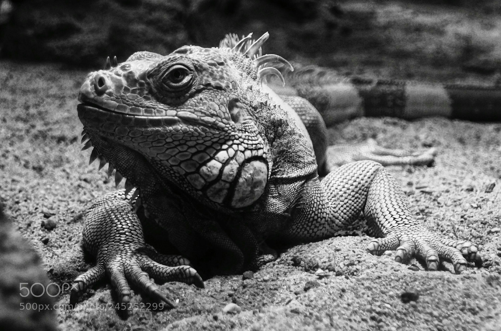 Sony SLT-A65 (SLT-A65V) sample photo. Lizard 2 photography