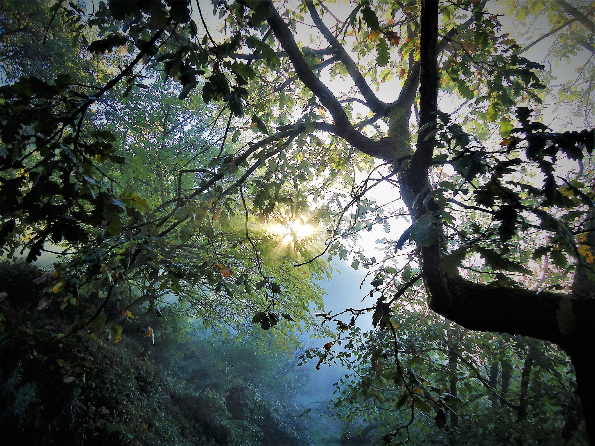 Sony Cyber-shot DSC-W320 sample photo. Jungle in cévennes photography
