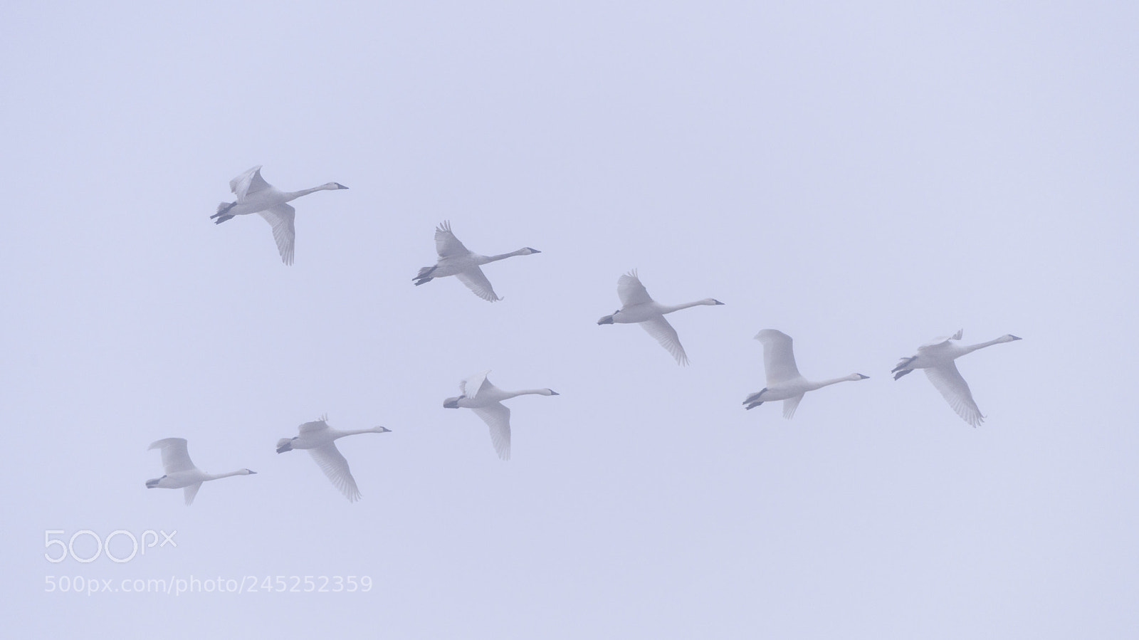 Nikon D810 sample photo. Aylmer tundra swans photography