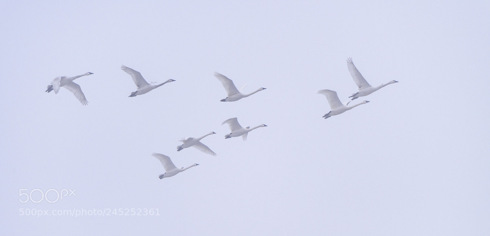 Nikon D810 sample photo. Aylmer tundra swans photography