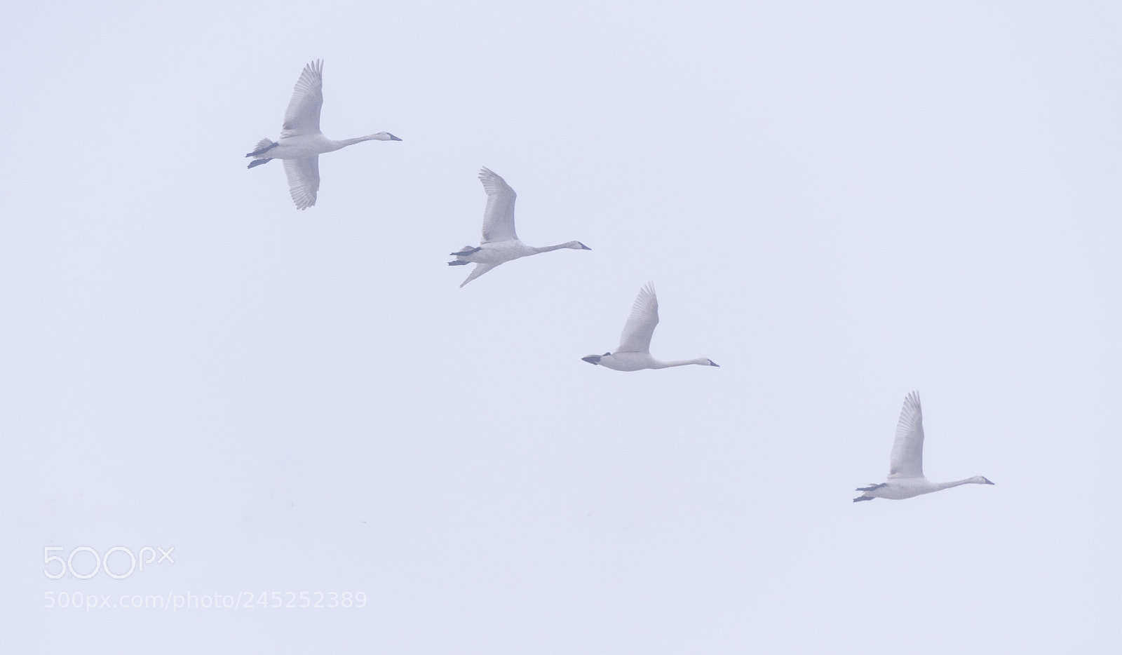 Nikon D810 sample photo. Aylmer tundra swans photography