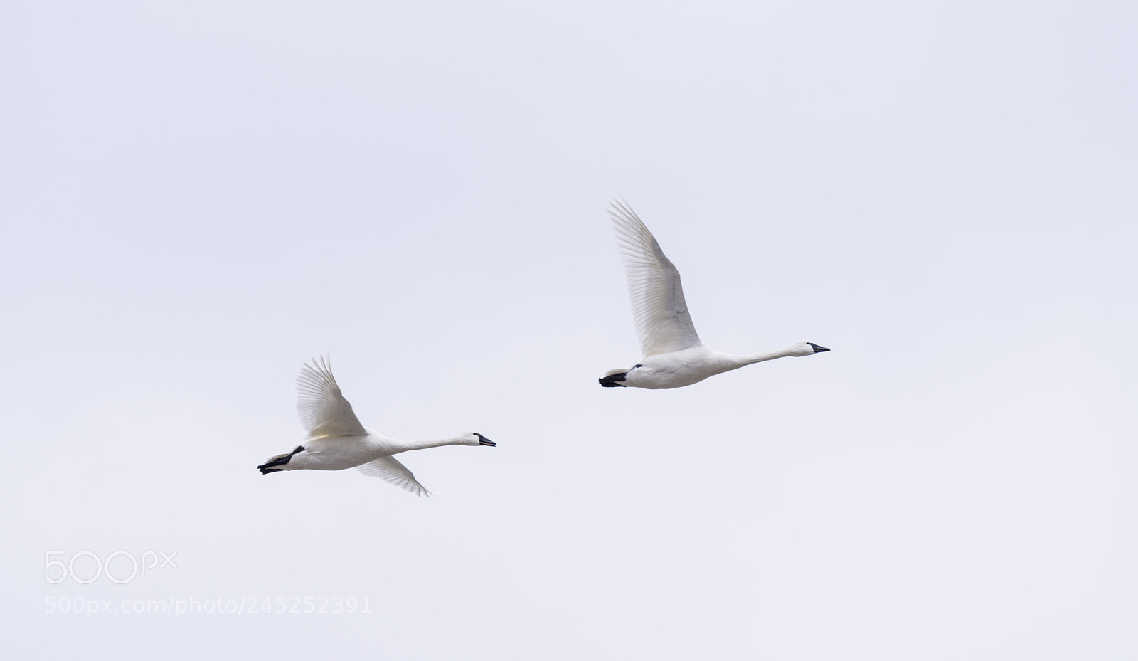 Nikon D810 sample photo. Aylmer tundra swans photography