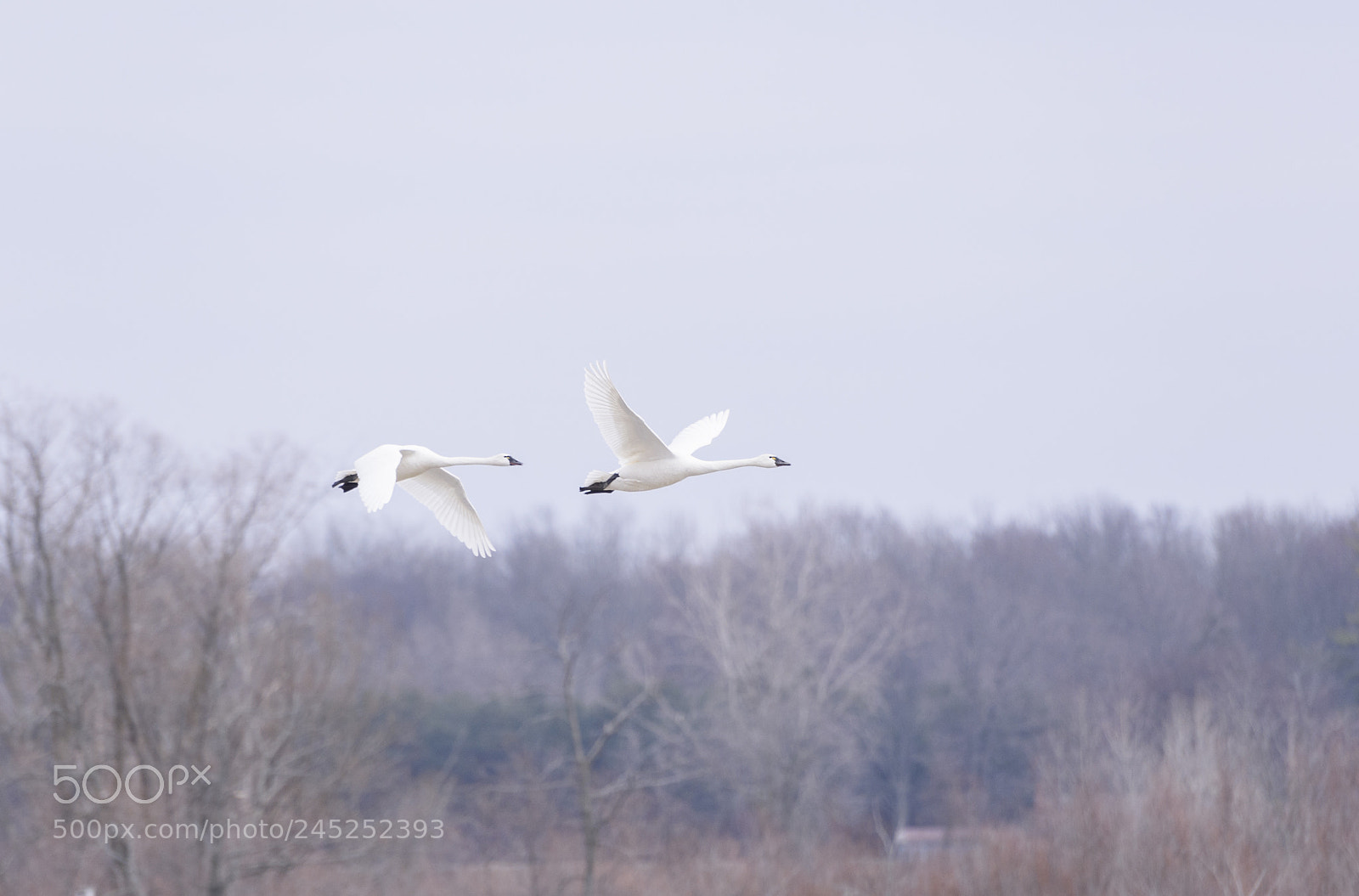 Nikon D810 sample photo. Aylmer tundra swans photography