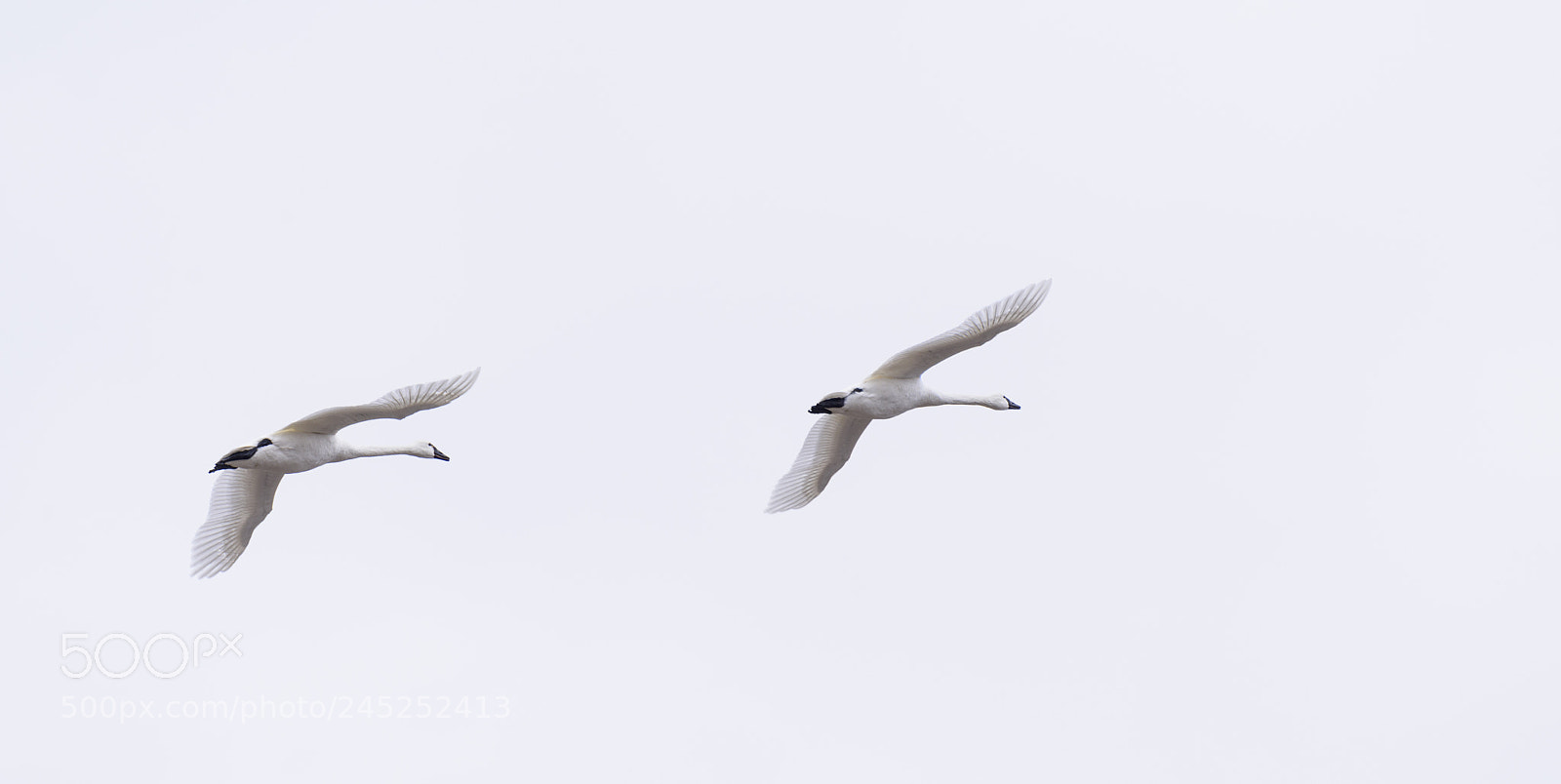 Nikon D810 sample photo. Aylmer tundra swans photography