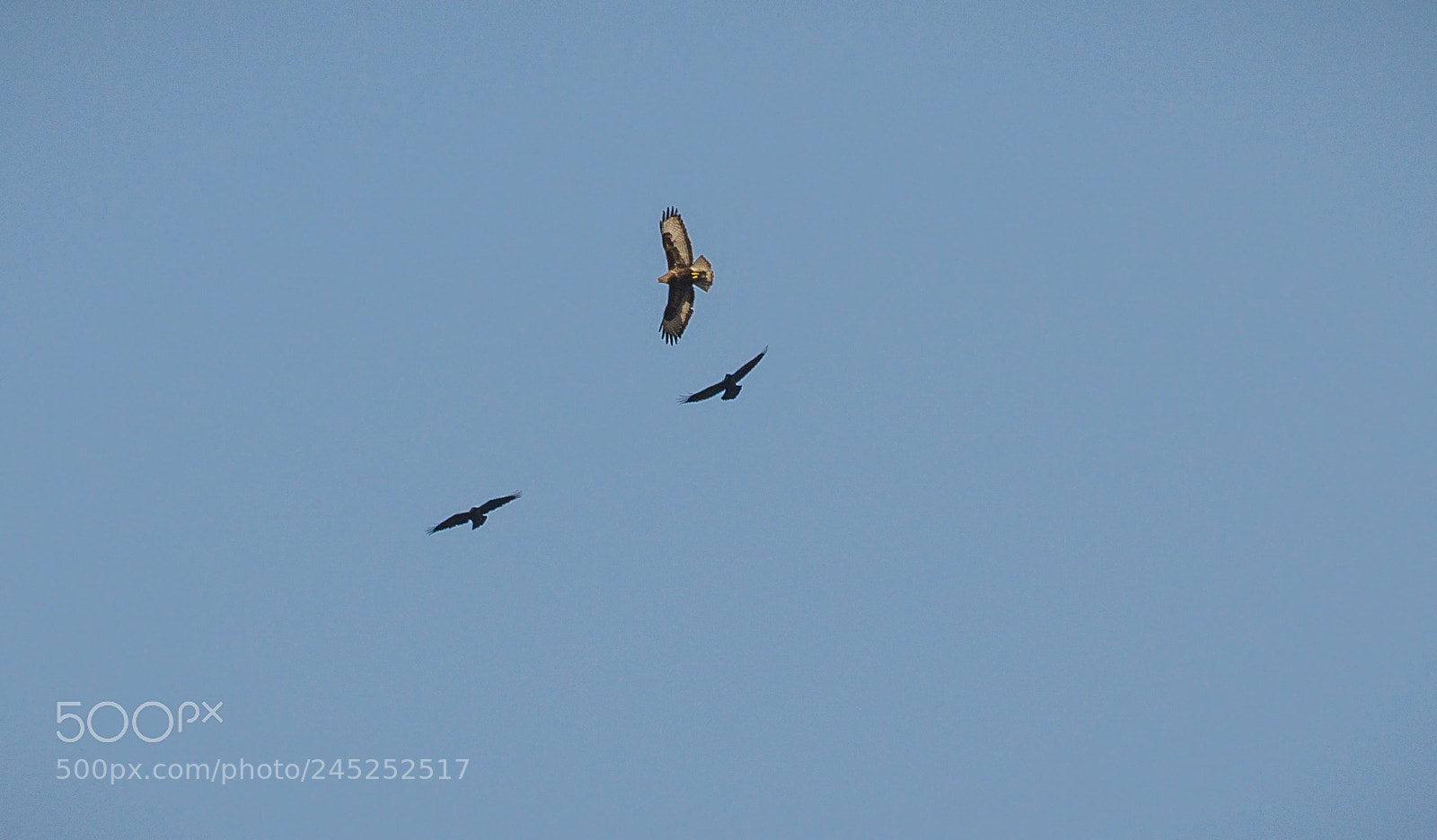 Nikon D5100 sample photo. Interesting trio photography