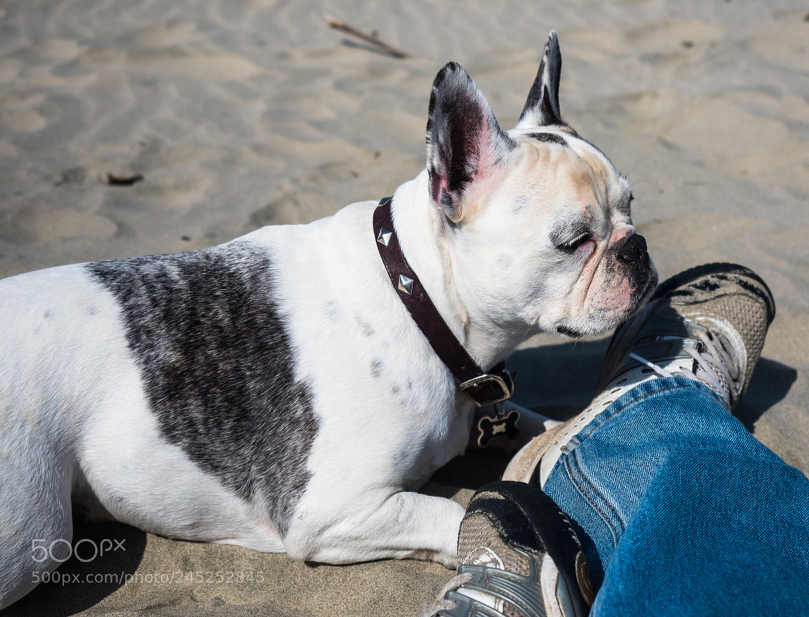 Olympus OM-D E-M5 II sample photo. Faithful friend photography