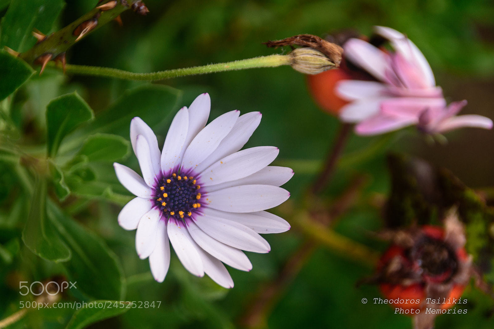 Nikon D7200 sample photo. Near the spring photography
