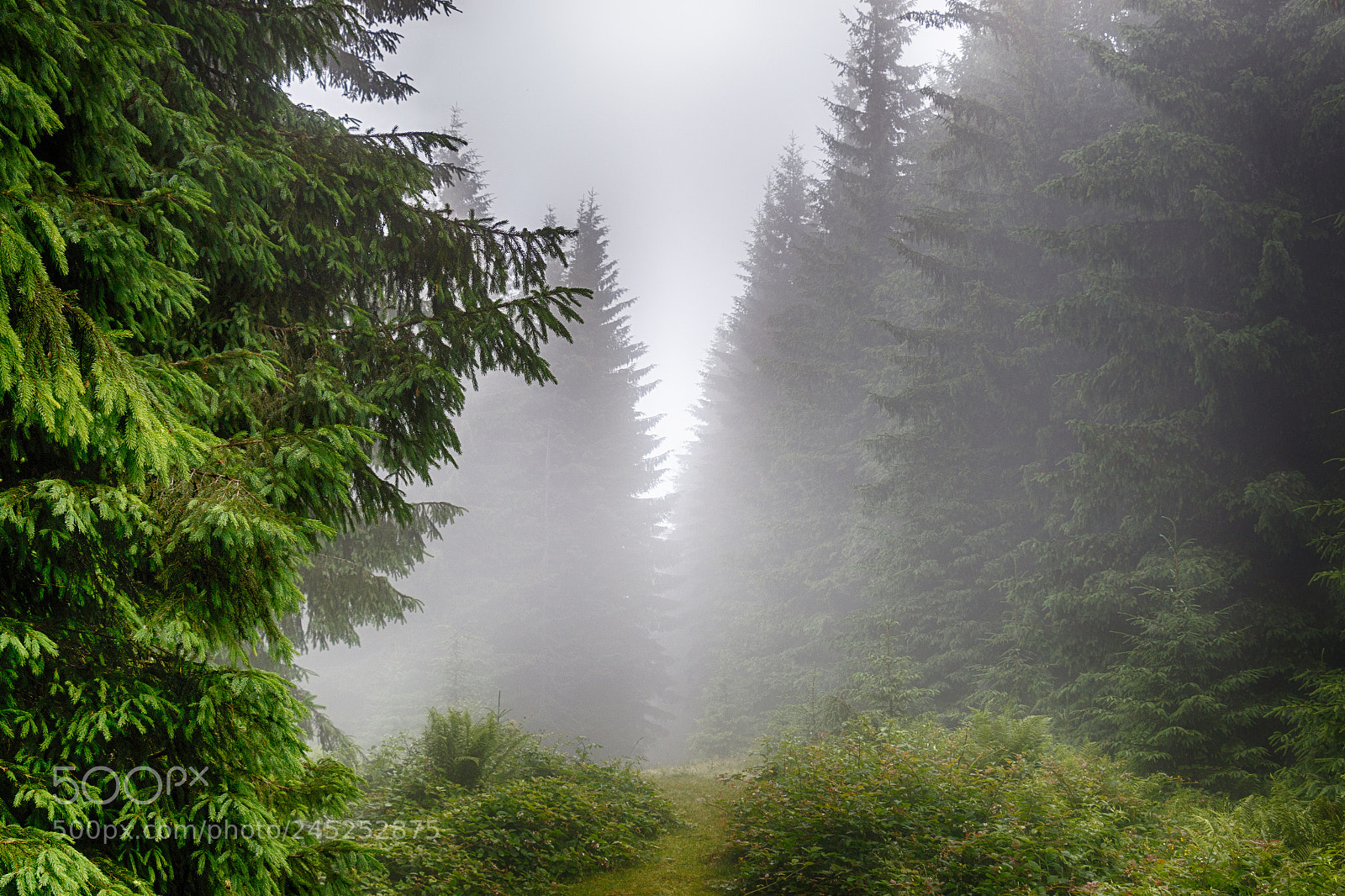 Canon EOS 7D Mark II sample photo. Foggy morning photography