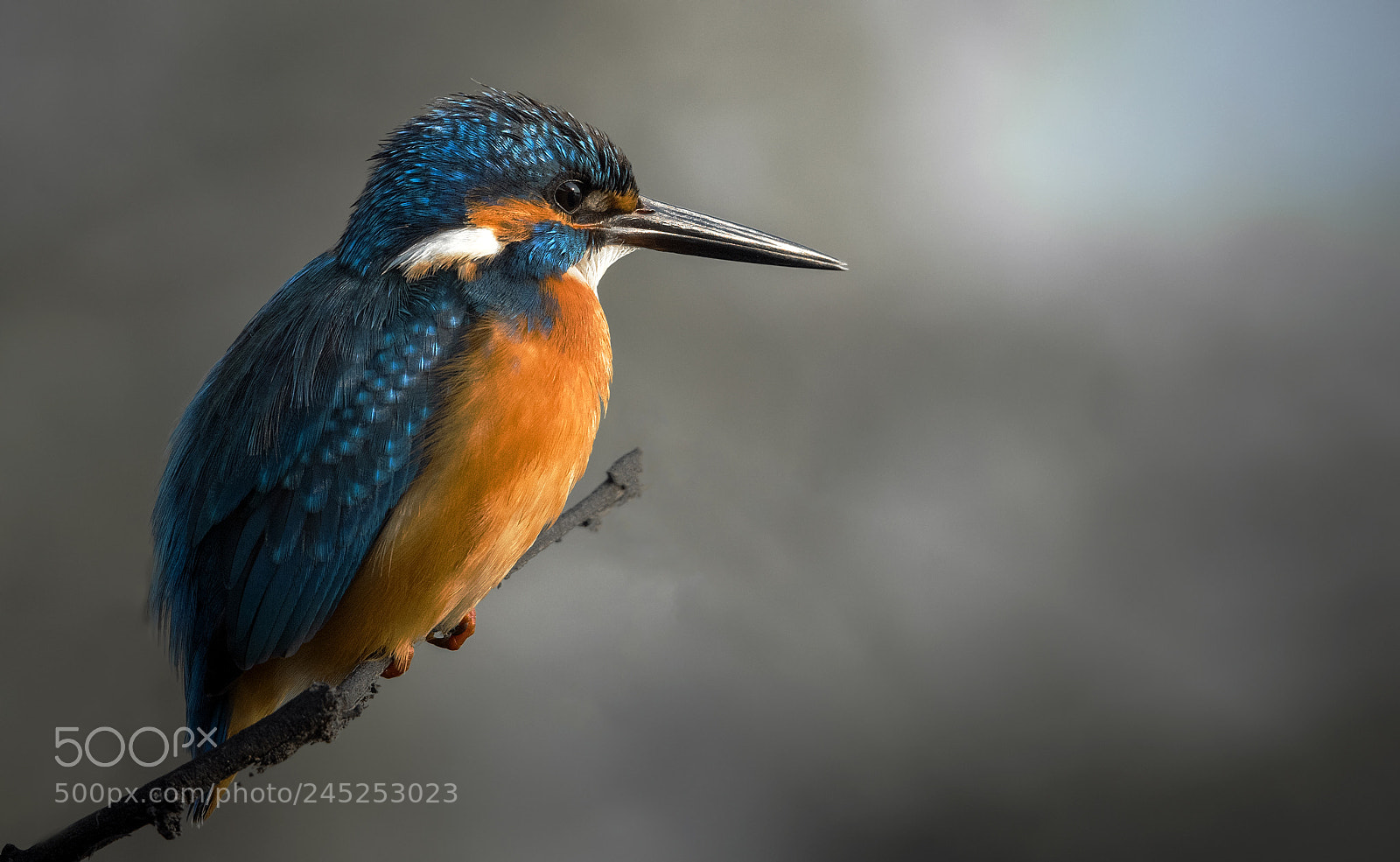 Nikon D500 sample photo. Common kingfisher photography