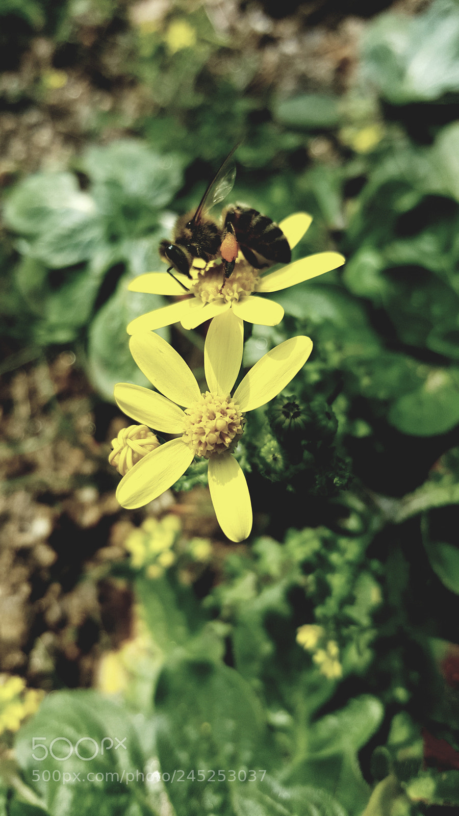 Samsung GALAXY S6 edge sample photo. Untitled photography