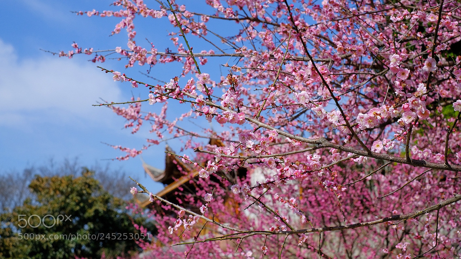 Fujifilm X-T2 sample photo. 副本t photography