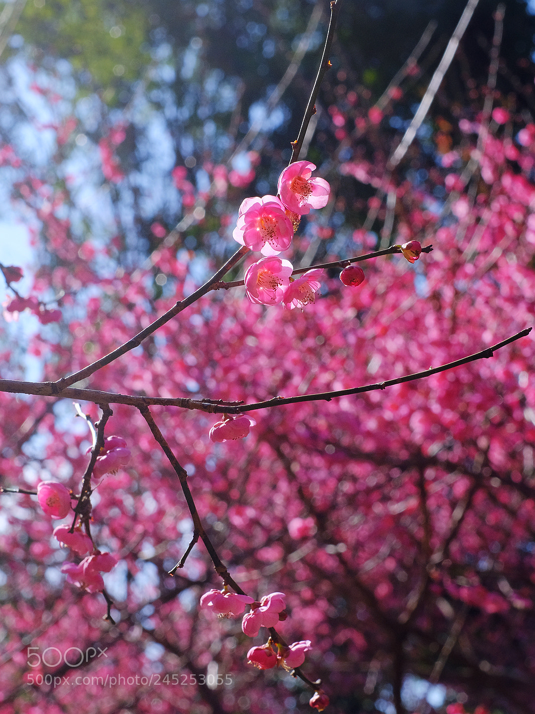 Fujifilm X-T2 sample photo. 副本 photography