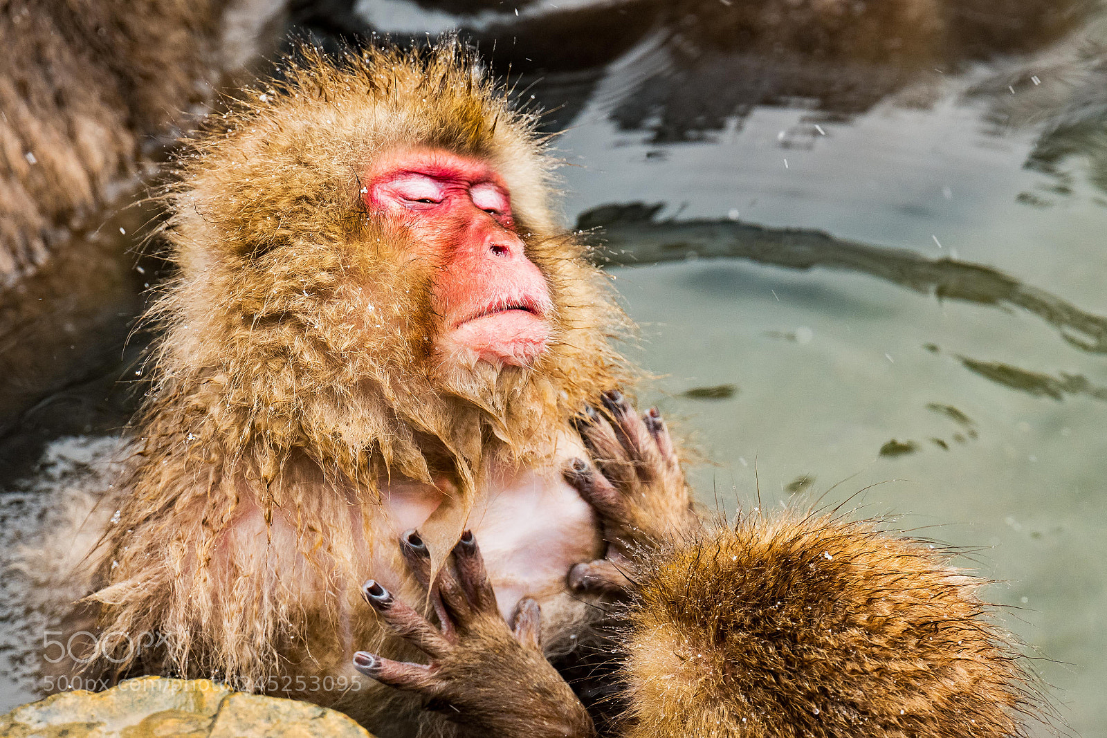 Leica SL (Typ 601) sample photo. Snow monkey 3 - pleasure photography