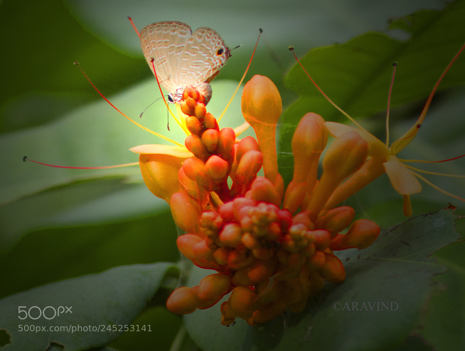 Sony SLT-A58 sample photo. Butterfly photography