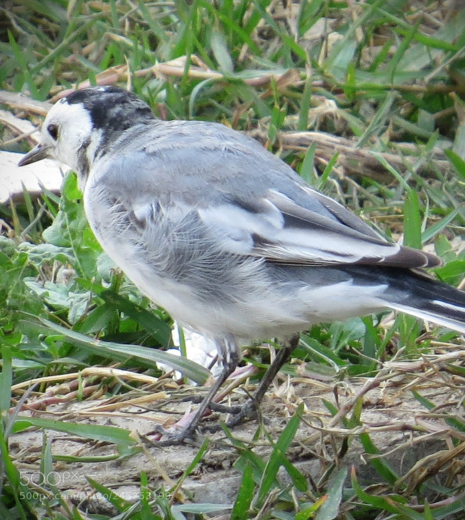 Canon PowerShot SX50 HS sample photo. Bird photography