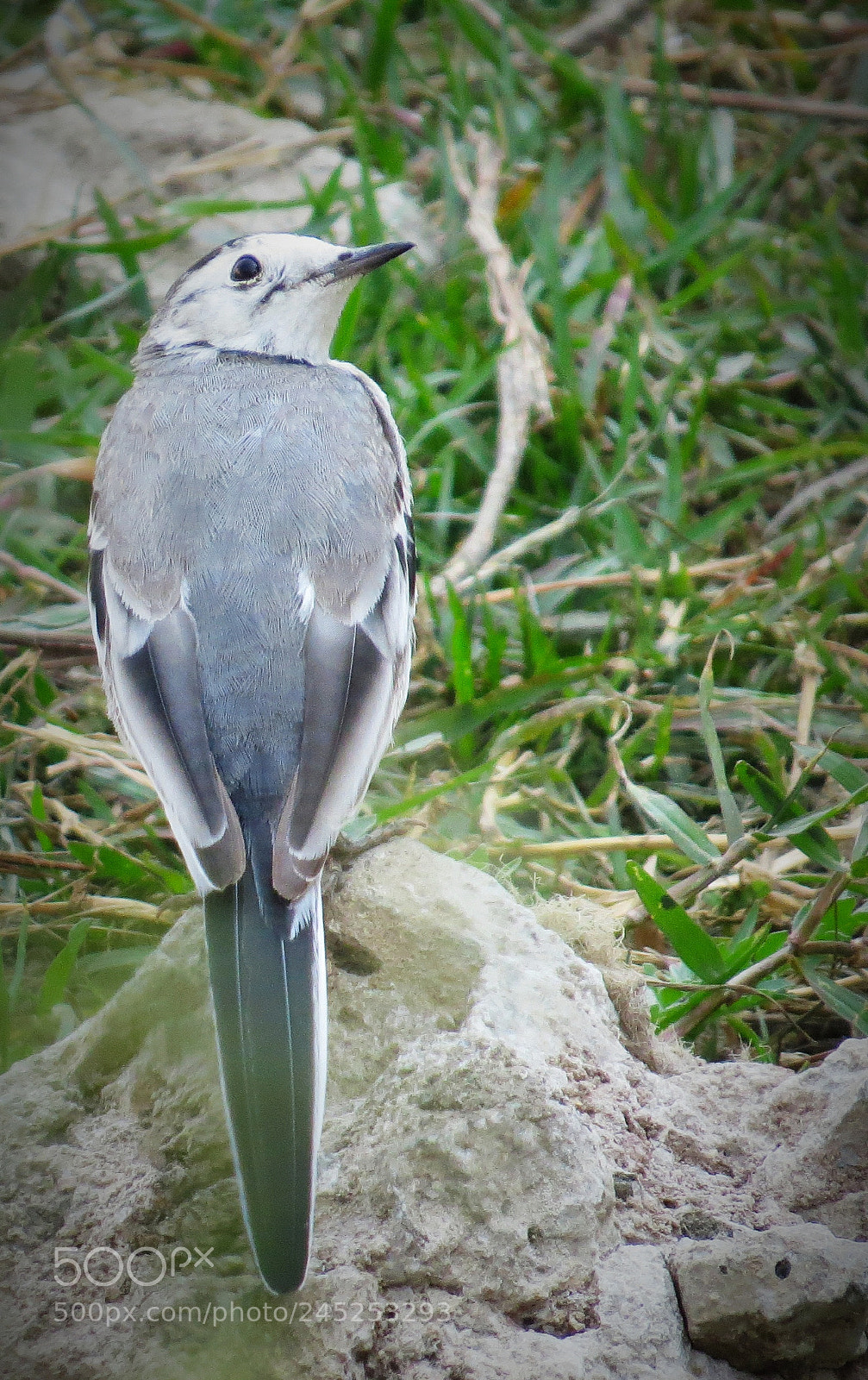 Canon PowerShot SX50 HS sample photo. Bird photography