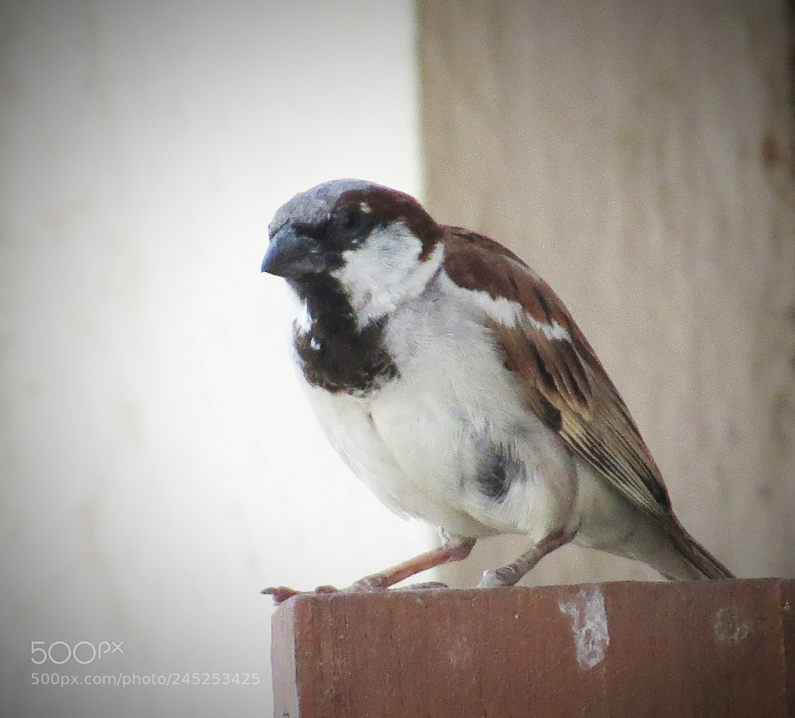 Canon PowerShot SX50 HS sample photo. Sparrow photography