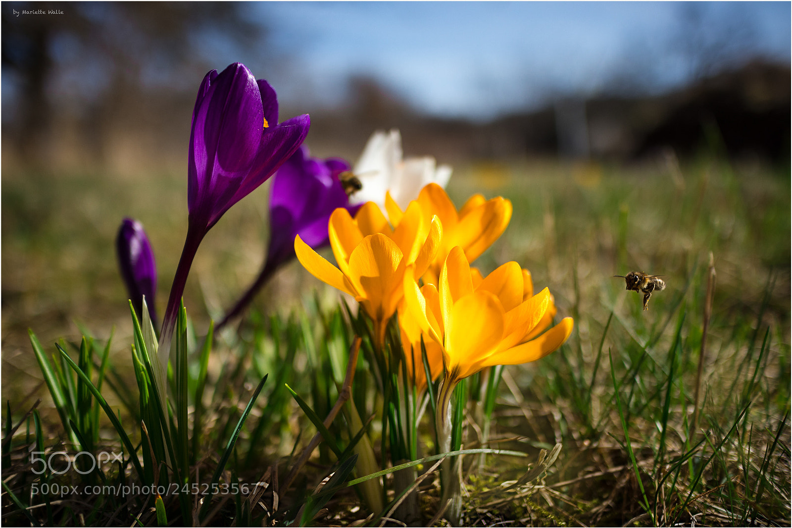 Canon EOS M5 sample photo. In the meadows photography